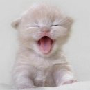 나도 고양이 생겼다 이미지