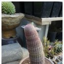 깜지네 이미지