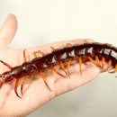 지네 티스토리