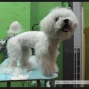 애니펫살롱 이미지