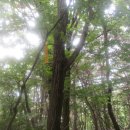 장원남산길 이미지