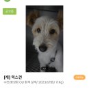 [공지] 🍀유기견입양후기🍀 유기견에서 하키가 된 최고강쥐