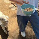 편백숲 | 남해 상상양떼목장 편백숲 후기｜10만평 규모 양떼목장 체험 솔직 리뷰