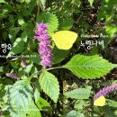 꽃향유와 노랑나비 Shiny mint and Sulfur butterfly 이미지