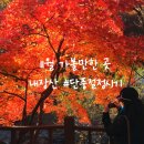 [전북 정읍]11월 가볼만한 곳 - 내장산 단풍 (11월11일 다녀온 후기)