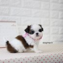 안경쟁이 이미지