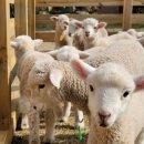 남경목장 이미지