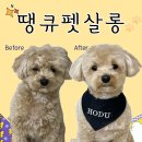 땡큐 펫 살롱 | 말티푸 미용실 찾다 정착한 땡큐펫살롱 | 세 번째 재방문한 리얼후기