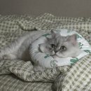 24아프리카동물메디컬센터 이미지