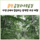 울진 금강소나무숲길, 자연 속에서 힐링하는 완벽한 하루 여행