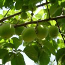 농산물종합유통센터 이미지