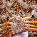 바다홍게 이미지