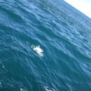 울진왕돌초 이미지