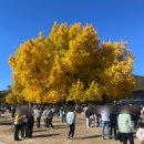 섬강자전거길(섬강살리기) | 반계리 은행나무 단풍 명소, 브롬톤 라이딩 코스 추천! (강천섬 경유)