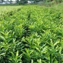 금영농장 이미지