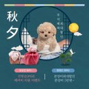 부산애견호텔 강아지유치원 펫퍼센트&코모네하우스 | [공지] 👉 10월 펫퍼센트 이벤트분양 아가몽 사진 💖