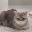 펫블리 | 내돈내산 고양이 펫보험 비교 추천!_DB 펫보험 펫블리(MRI, CT특약)