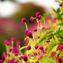 가야 농장 이미지