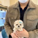펫샵 네이버블로그