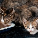 새로이동물병원 이미지