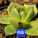 마쵸 Daum카페