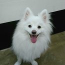 VIP동물의료센터 서초동작점 이미지