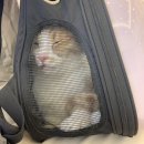 기찬동물병원 이미지