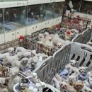 로제펫샵 이미지