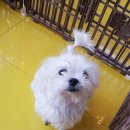 펫더스타일 이미지