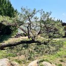 향나무쉼터 이미지