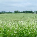 밀밭농장 이미지