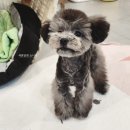 댕바이미 | 보키 애견미용 첫 배냇미용 춘천 댕바이미에서 했어요!