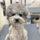 우주펫살롱 이미지