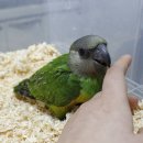 레인보우 앵무 이미지