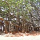 반얀 트리(Banyan Tree) 이미지