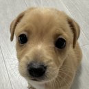 닭으로가 이미지