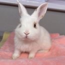 달빛 햄스터리 이미지