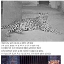 표범 이미지