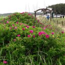 몽산포 해변 이미지