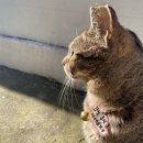 토지금고시장 이미지