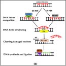 Re: DNA 산화 스트레스탐구 !! 이미지