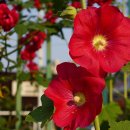 종가집 설렁탕 이미지