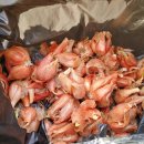 종구농장 | 쪽파 키우기 후기 (씨앗 쪽파씨 종자 종구 심기)