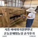시흥 아이와가볼만한곳 가성비 최고인 온동물체험농장 먹이 무제한에 감자캐기 체험까지 솔직후기