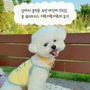 케로 | 강아지 쿨링옷 추천 바잇미 산리오 쿨 슬리브리스 케로케로케로피 후기