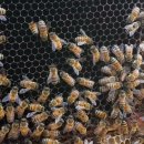 여왕벌민박 | 강원도 횡성에서 토종벌 교육을 받은 농업회사법인 벌과사람