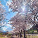 대가야 | 고령 대가야캠프 캠핑장 이용후기 봄 벚꽃 캠핑 추천