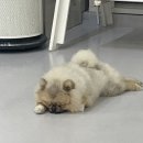 아라댕댕 이미지