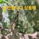심목청과