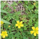 풀꽃민박 이미지